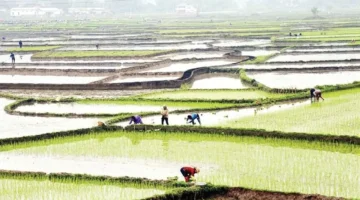 مقاطعة لاو كاي تبدأ زراعة 28400 هكتار من أرز الشتاء والربيع بمعدلات متسارعة